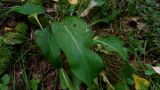 Succisa pratensis