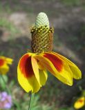 Rudbeckia columnifera. Соцветие. Санкт-Петербург, клумба. 18 августа 2013 г.