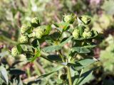 Euphorbia pachyrrhiza