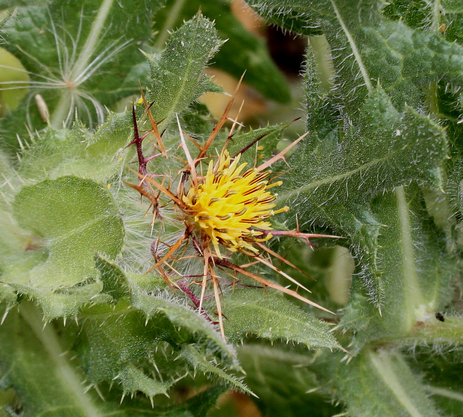 Изображение особи Centaurea benedicta.