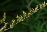 Artemisia rubripes. Часть побега с соцветиями. Приморский край, окр. г. Находка, обочина дороги. 08.09.2013.