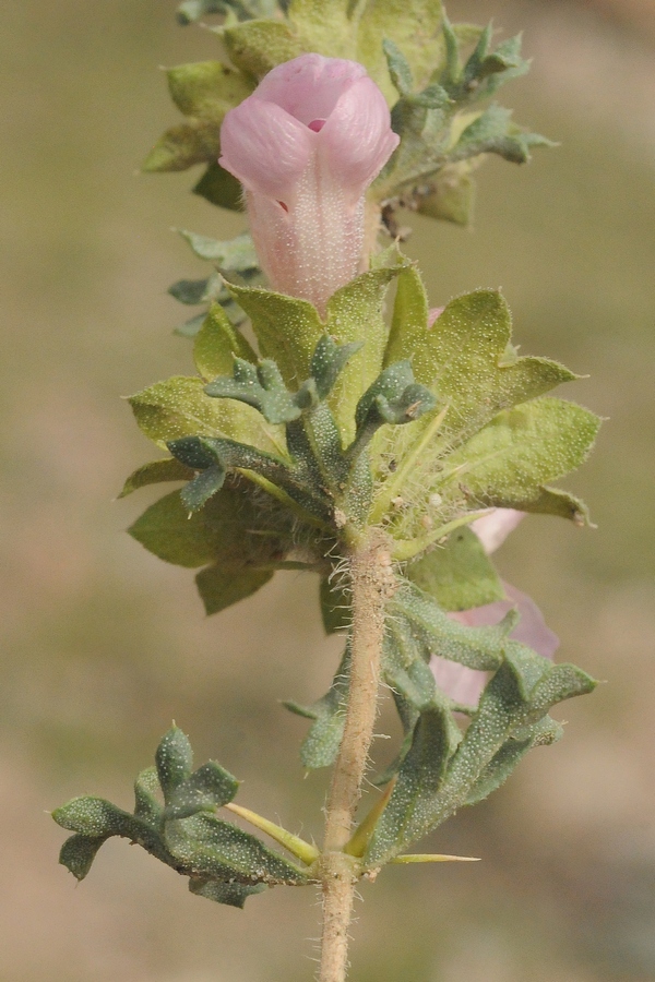 Изображение особи Lagochilus platyacanthus.