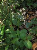 Crassula multicava. Цветущее растение. Испания, Канарские острова. Тенерифе, горный массив Анага, в вересково-мириковом лесу, заносное. 7 марта 2008 г.