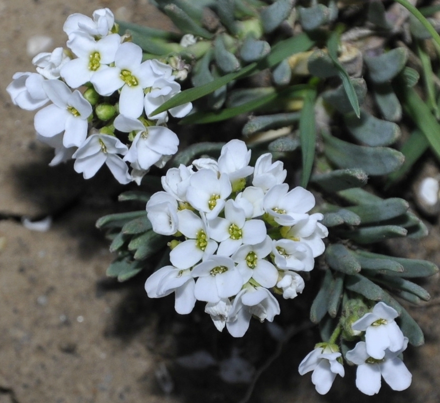 Изображение особи Aethionema saxatile.