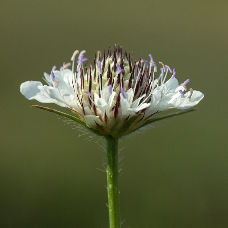 Изображение особи Cephalaria transsylvanica.