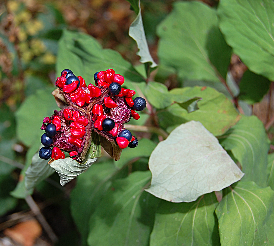 Изображение особи Paeonia daurica.