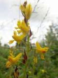 Corydalis sibirica