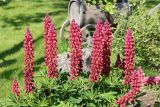 Lupinus × regalis