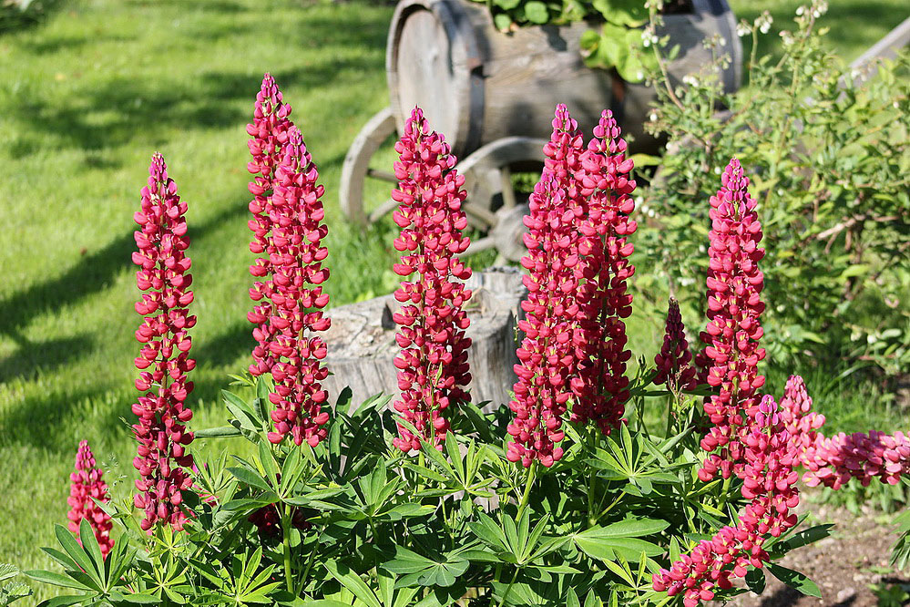 Image of Lupinus &times; regalis specimen.