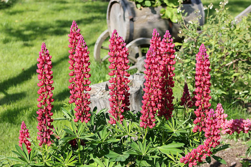 Изображение особи Lupinus &times; regalis.