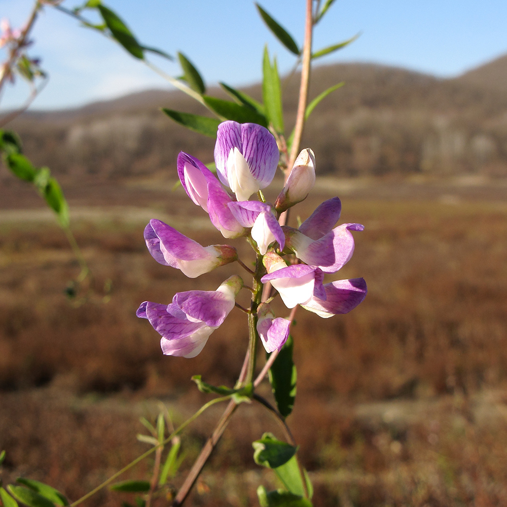 Изображение особи Vicia biennis.