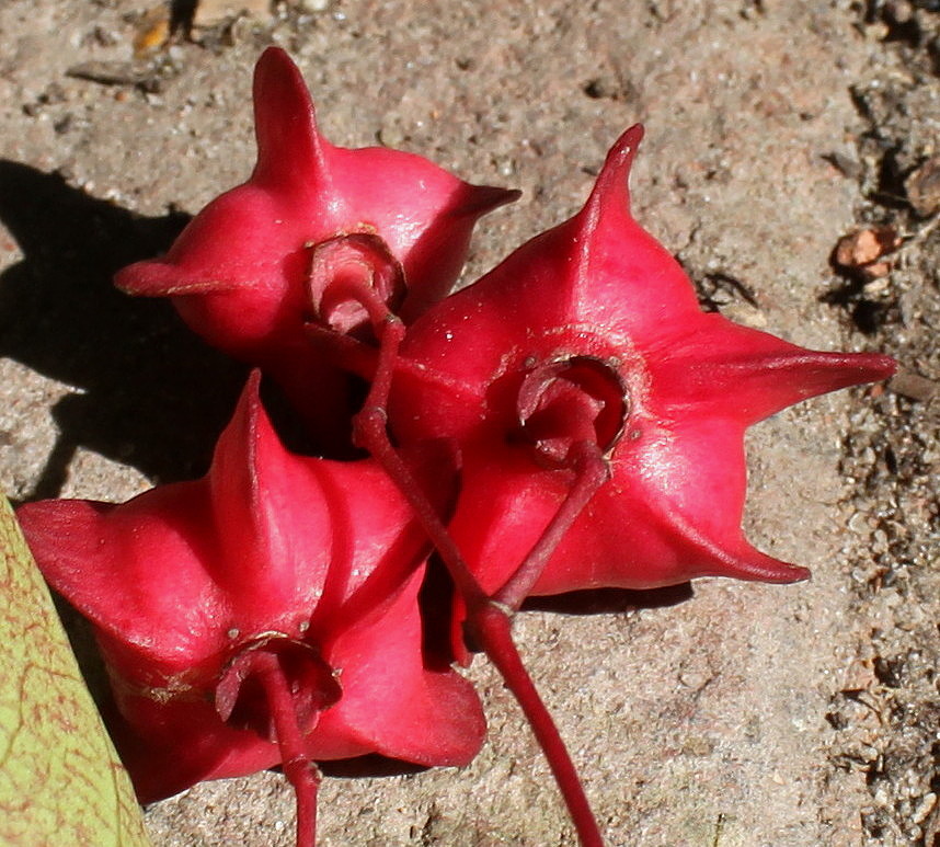 Image of Euonymus sanguineus specimen.