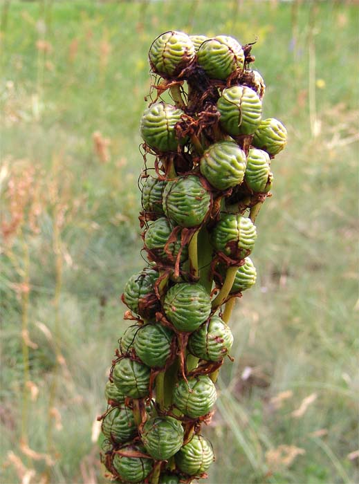 Изображение особи Eremurus spectabilis.