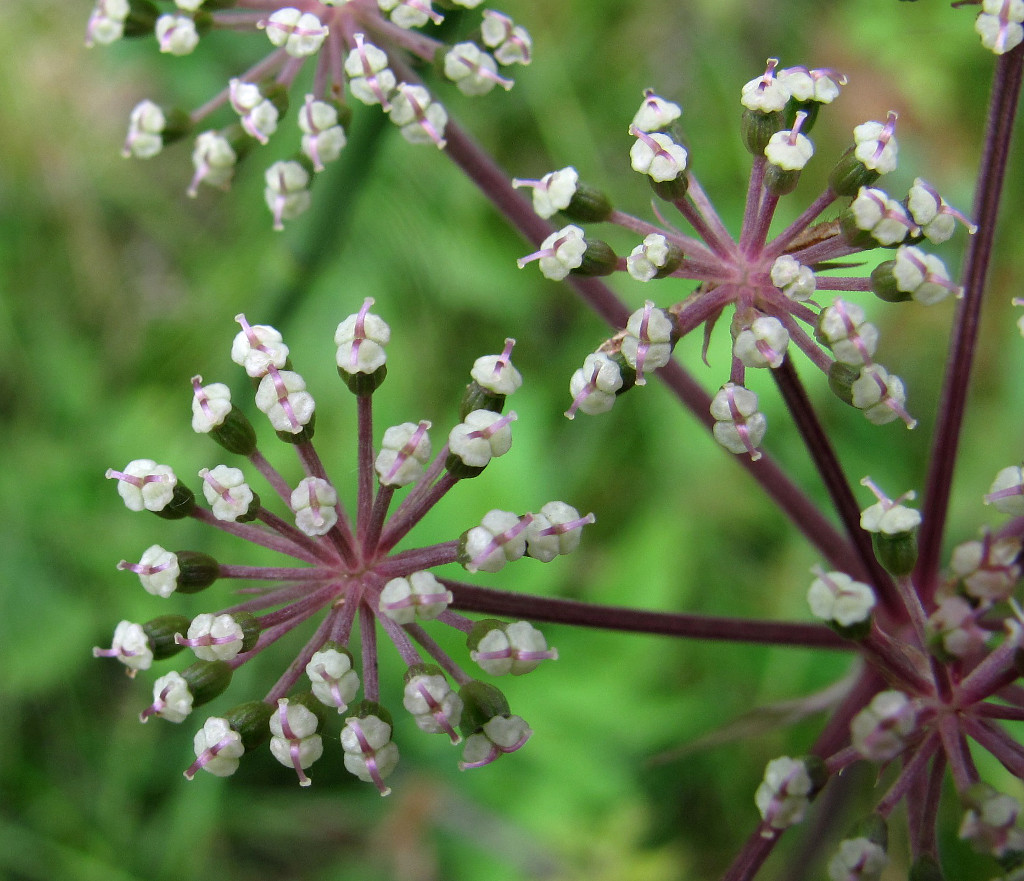 Изображение особи Angelica sylvestris.