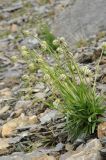 Gastrolychnis gonosperma