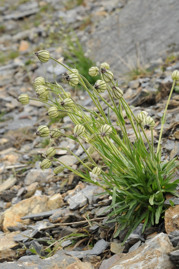 Image of Gastrolychnis gonosperma specimen.