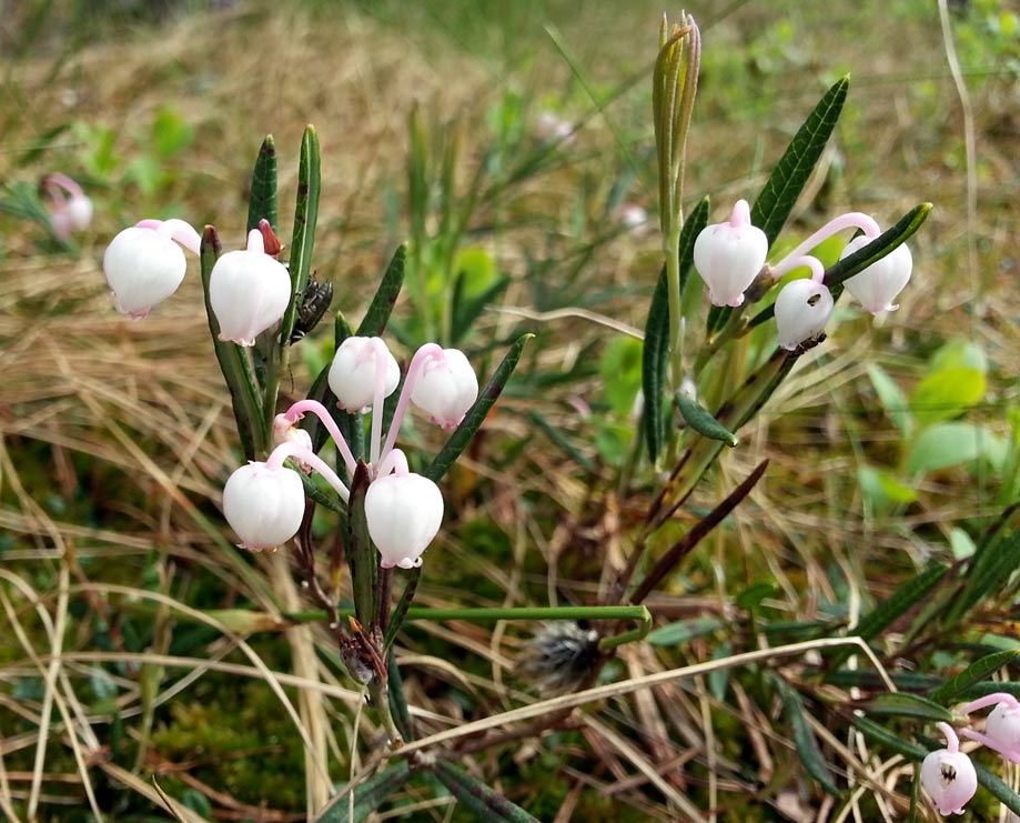 Изображение особи Andromeda polifolia.