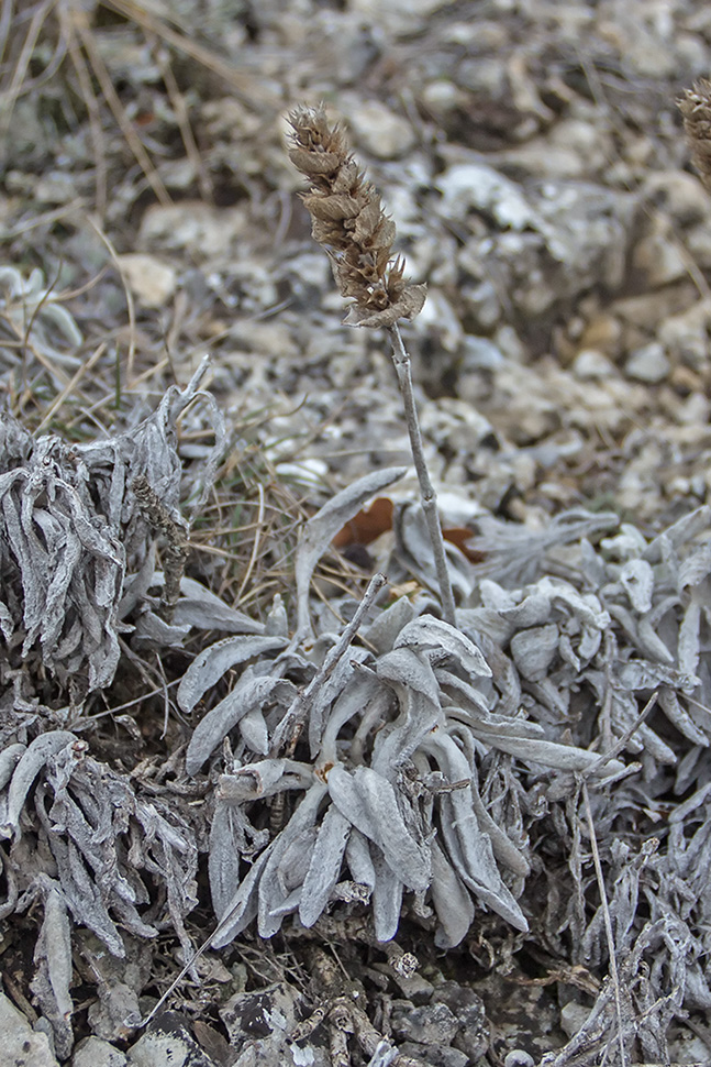 Image of Sideritis catillaris specimen.