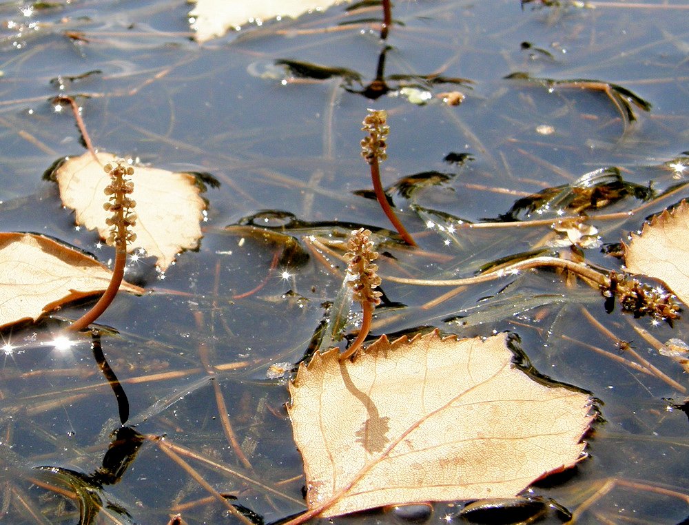 Image of Potamogeton compressus specimen.