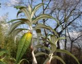 Buddleja globosa. Верхние части побегов. Германия, г. Дюссельдорф, Ботанический сад университета. 02.03.2014.