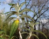 Buddleja globosa