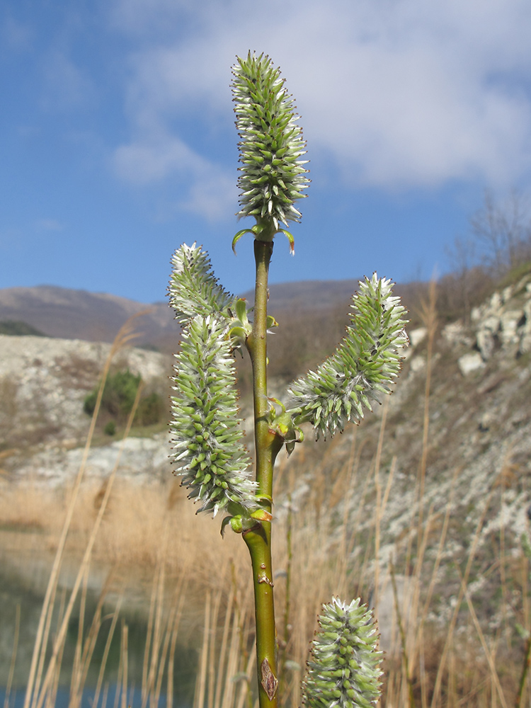 Image of Salix caprea specimen.