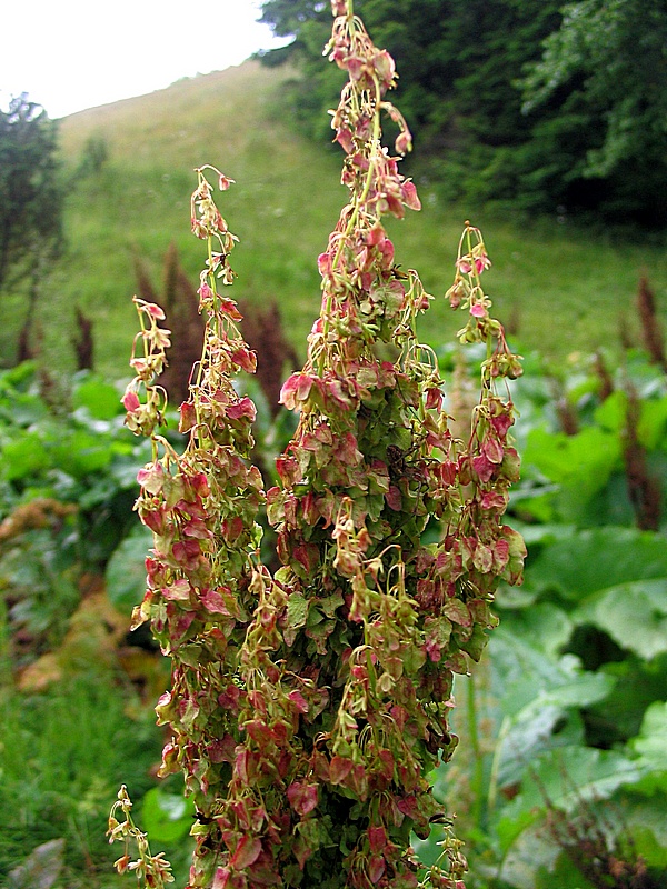 Изображение особи Rumex alpinus.