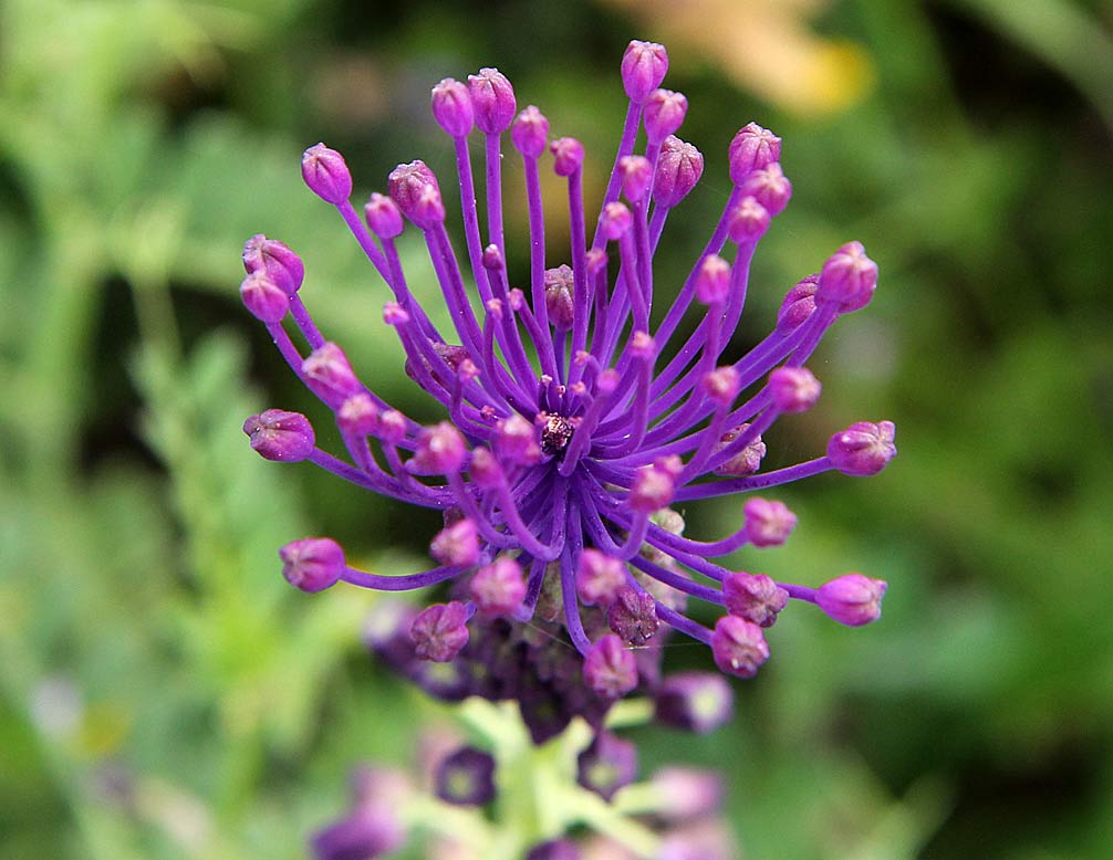 Изображение особи Leopoldia comosa.
