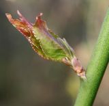 Prunus mume. Молодой побег на однолетней ветке. Германия, г. Дюссельдорф, Ботанический сад университета. 13.03.2014.