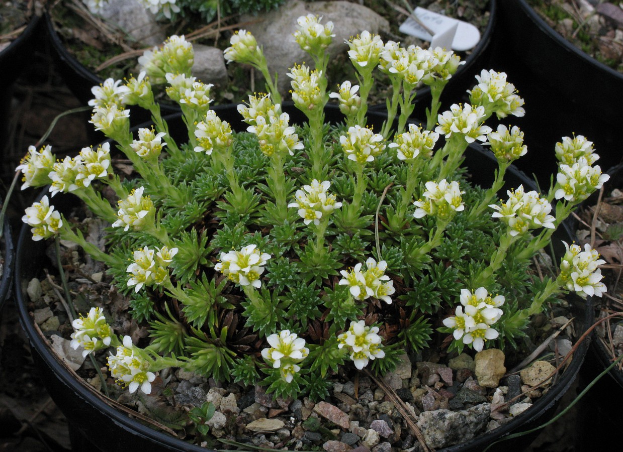 Image of Saxifraga × apiculata specimen.