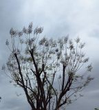 Jacaranda mimosifolia