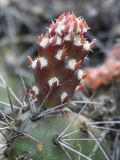 Opuntia rutila. Молодой побег. Германия, г. Дюссельдорф, Ботанический сад университета. 04.05.2014.