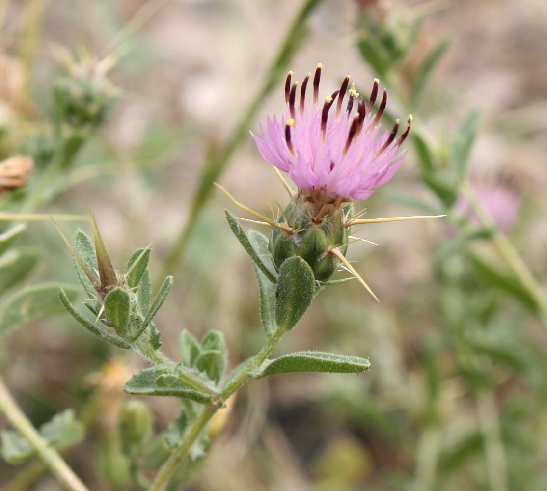 Image of Centaurea pallescens specimen.