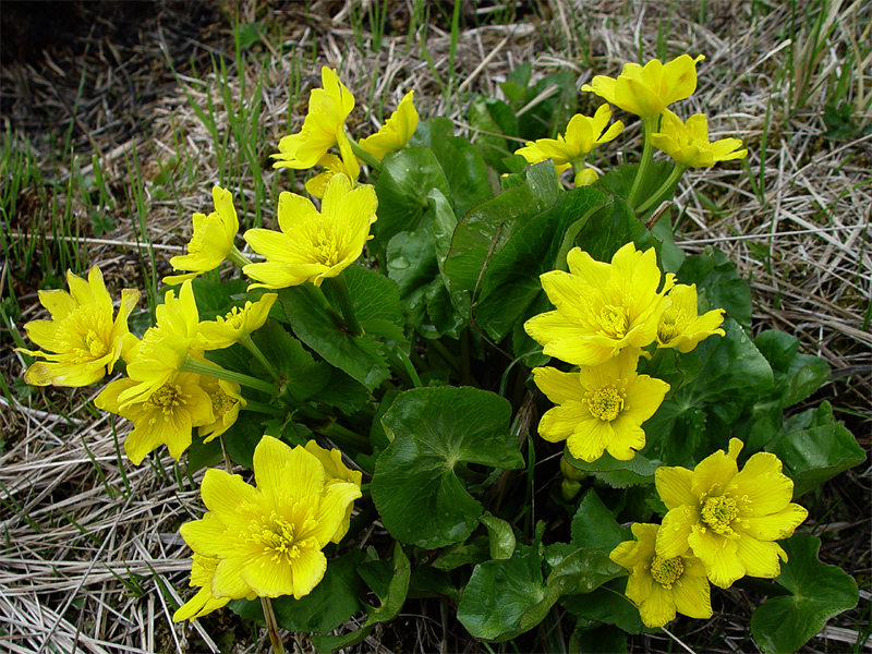 Image of Caltha polypetala specimen.