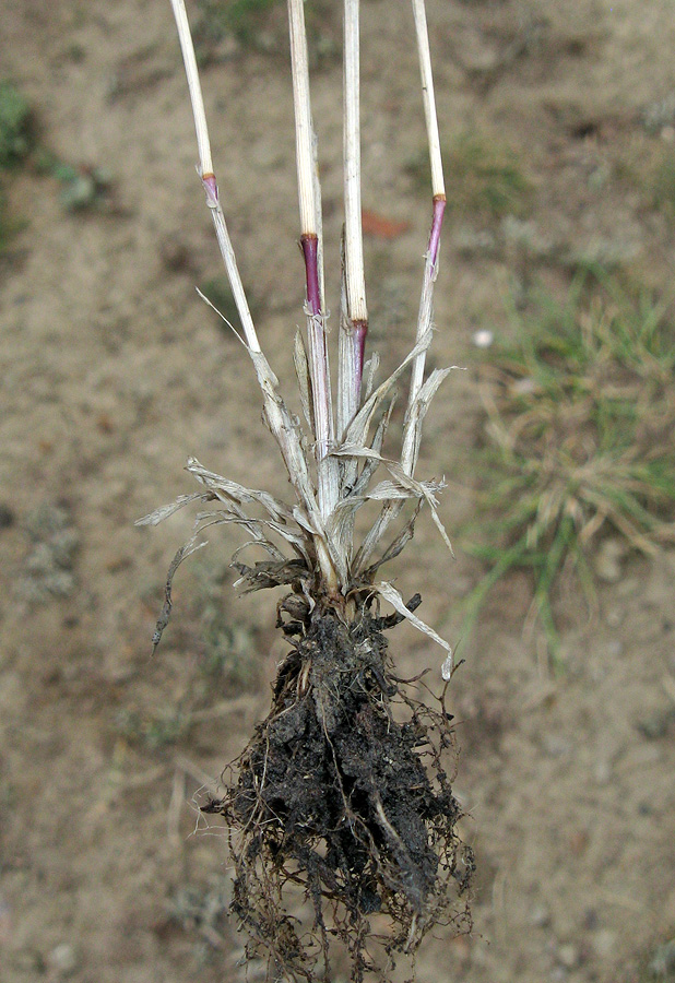 Image of genus Phleum specimen.