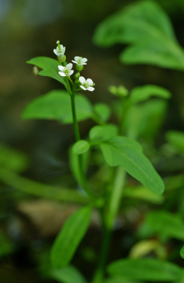 Изображение особи Cardamine regeliana.