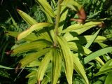 Lilium pilosiusculum