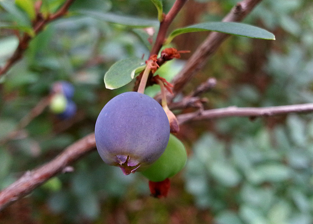 Image of Vaccinium uliginosum specimen.