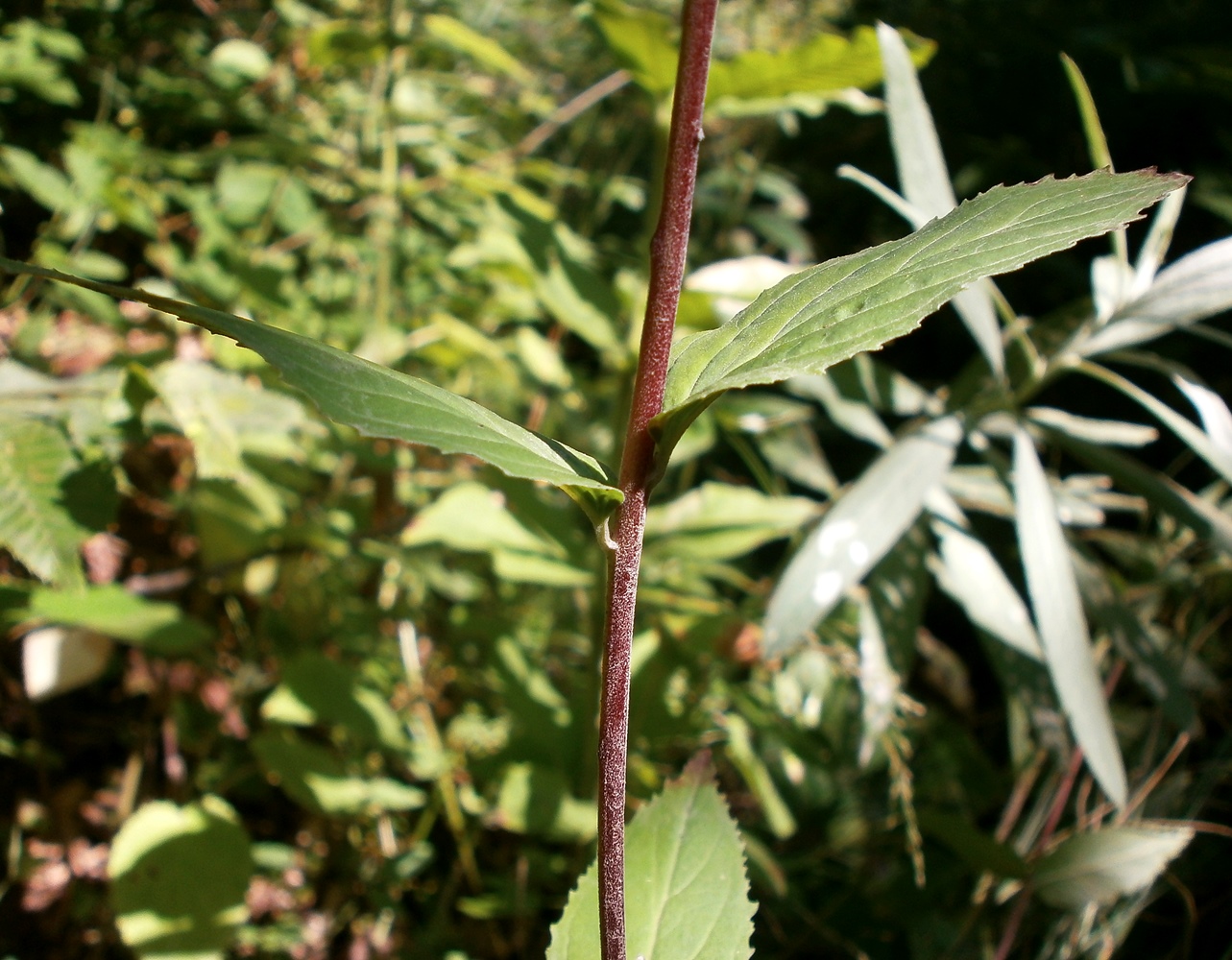 Изображение особи род Epilobium.