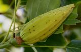 Liriodendron tulipifera. Вызревающий плод. Германия, г. Дюссельдорф, Ботанический сад университета. 03.07.2014.