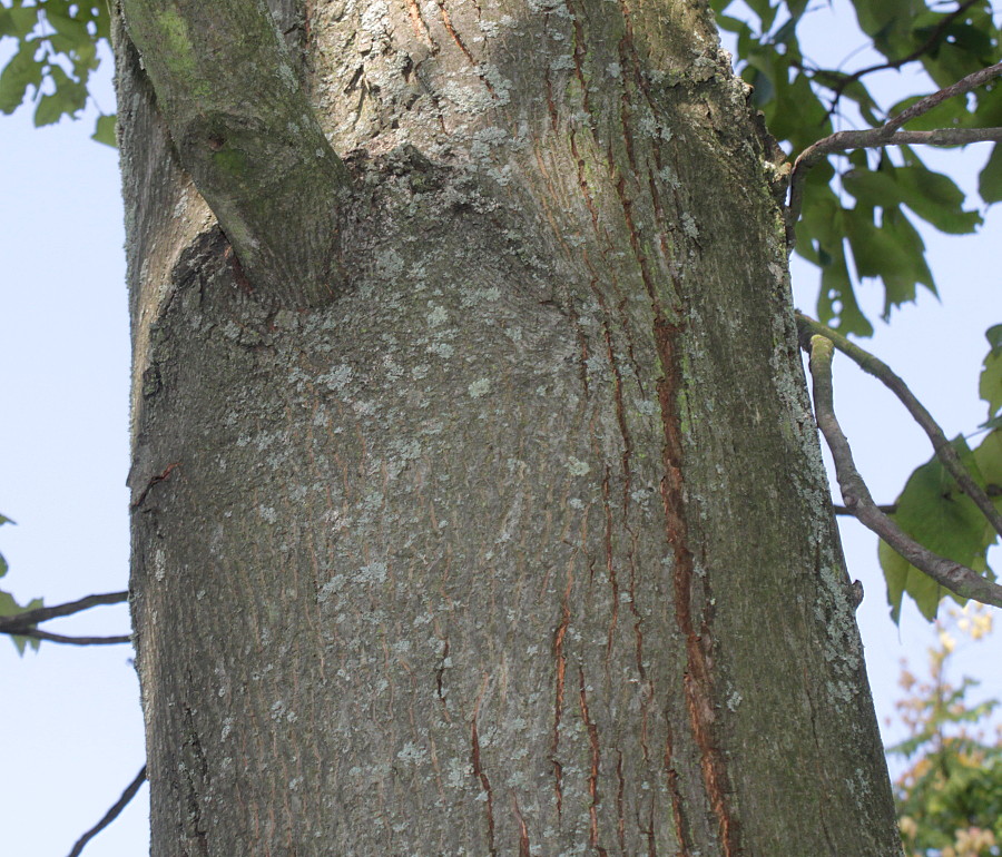 Изображение особи Carya ovata.