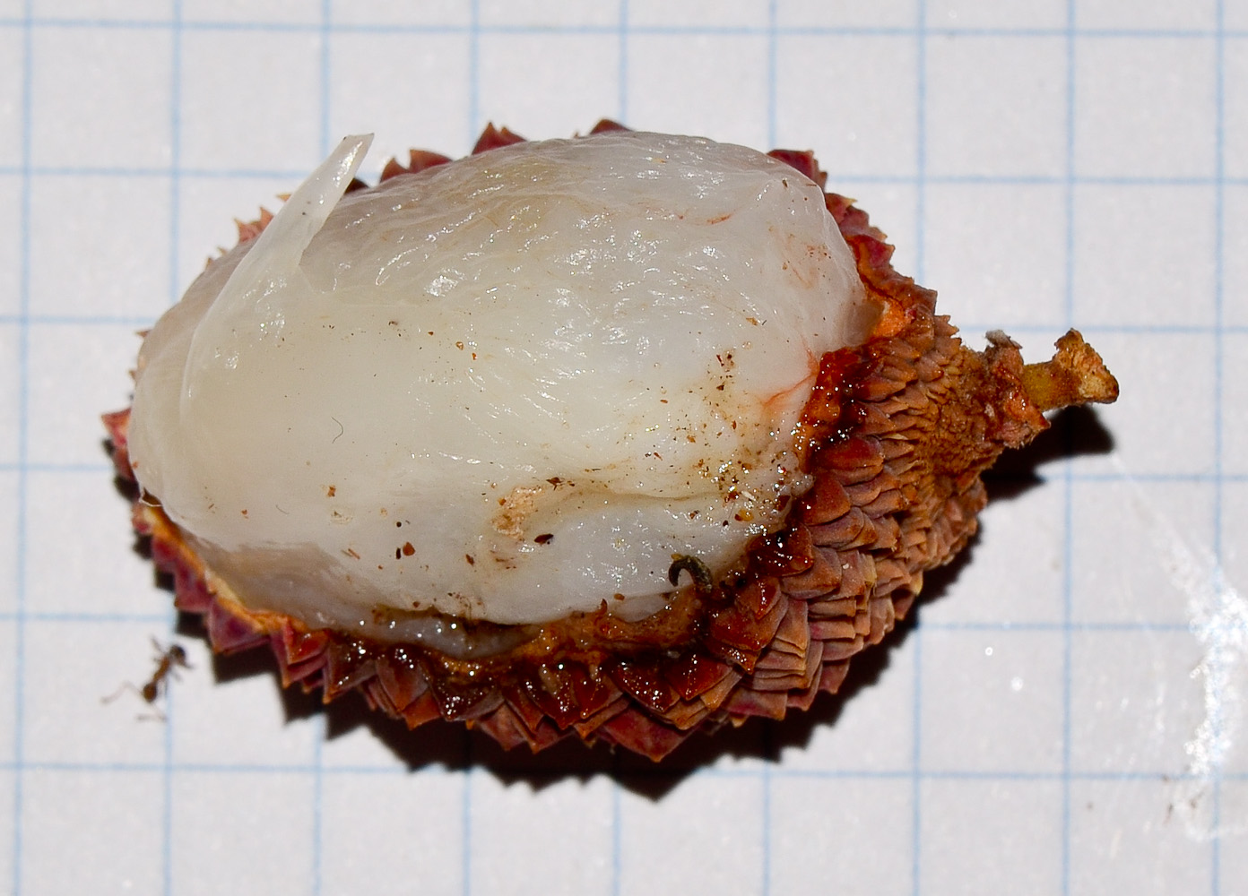 Image of Litchi chinensis specimen.