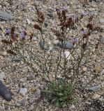 Limonium virgatum. Цветущее растение. Греция, Халкидики, п-в Ситония (Σιθωνία), пляж. 25.09.2014.