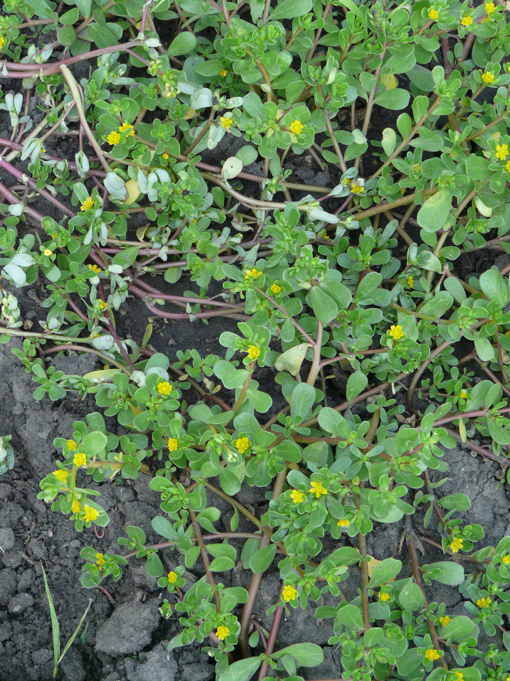 Image of Portulaca oleracea specimen.