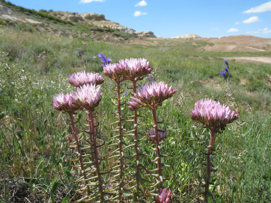 Image of Pseudosedum lievenii specimen.