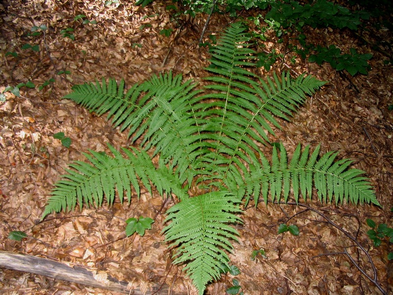 Image of Dryopteris filix-mas specimen.