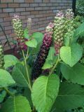 Phytolacca acinosa