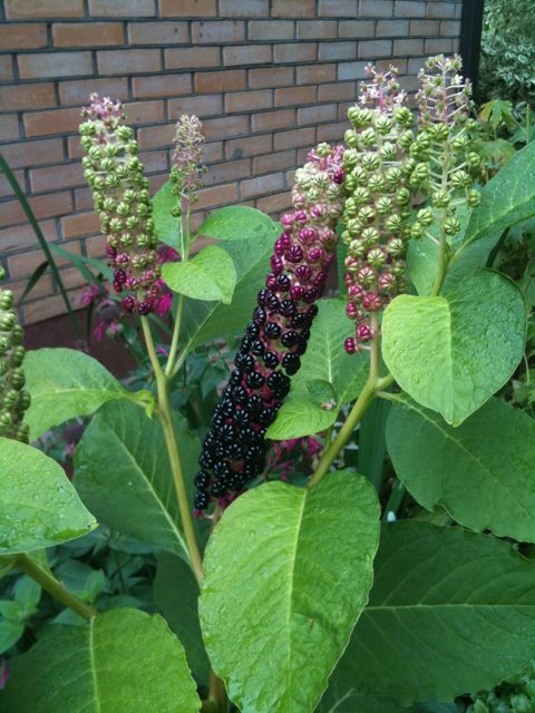 Image of Phytolacca acinosa specimen.