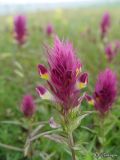 Melampyrum arvense