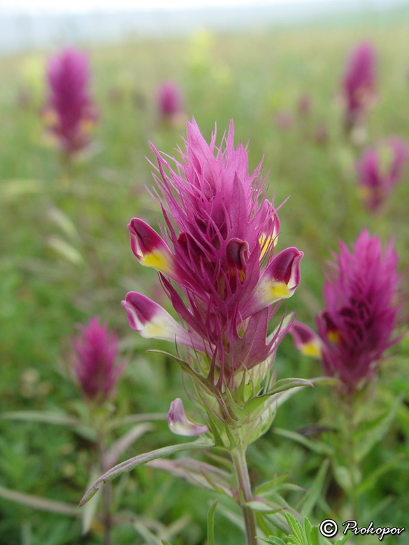 Image of Melampyrum arvense specimen.